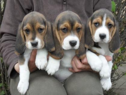 Dringend - echt süsse Beagle Welpe suchen neue Zuhause -