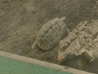 Griechische Landschildkröten Eier legend zu verkaufen