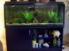 Ca. 250l Aquarium incl. Fische usw.
