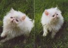 Perserkater
