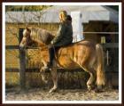 Haflinger sucht DICH