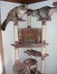 Sibirische Waldkatze 3 J. und Neva Masquerada Kater 5 J. suchen neuen Wirkungskr