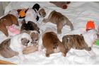 Englische Bulldoggen Welpen zu verkaufen