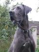 Deutsche Dogge blauer Doggenrüde