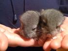 2sweetChinchis