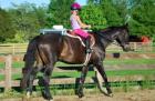 Gesund Holsteiner Wallach Pony
