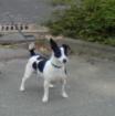 Jack Russel Hündin schwarz-weiß in Kiel entlaufen
