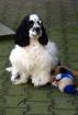 Kimberly s American-Cocker u engl Cockerspaniel Zucht VDH