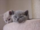 Tolle typvolle BKH-Babies in silver-tabby blue u. lilac