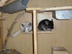Chinchilla pärchen zu verkaufen