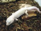 1 0 Blizzard Leopardgecko zu verkaufen. Zuchttier