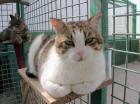 Sandocan ausgeglichener lieber Kater