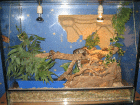 2 königsphton terrarium einrichtung