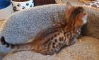 Registrierte Bengals Kätzchen erhältlich