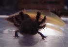 Axolotlnachzuchten