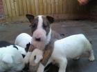 Schöne Bullterrier Welpen zu geben