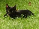 Schwarze Katze 12 Wochen