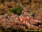 Biete Red Bee Grade A K4