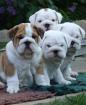 Englische Bulldogge Eb Welpe Englishe Bulldogge Welpen