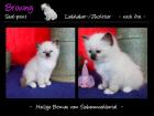 Birmakitten abzugeben - Heilige Birma vom Siebenmühlental