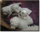 Hurra unsere Bichon frise Welpen sind geboren