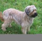 Fauve Briardswelpen ideale Familienhunde sehr robust