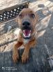 Der kleine Pim total verschmuster Dackel-Pinscher-Mix Welpe will Familie verzau