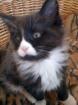 Besonders hübsches Maine Coon-Katerchen