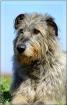 Irish Wolfhound o. P hat noch Termine frei