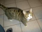 Kater entlaufen in Bremen- Rönnebeck