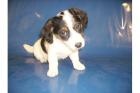 Süßer Cocker Spaniel - Jack Russel Mix Welpe abzugeben