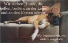 Mobile Hundeschule Pforzheim das Original seit 2022