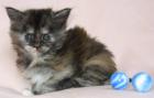 Wunderschönes Maine Coon Mädchen in seltener Farbe