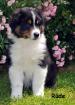Australian Shepherd Welpe mit ASCA Papieren 9 Wochen