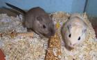 2er 3er und 4er Rennmausgruppen Rennmäuse abzugeben Gerbil Rennmaus