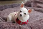 COCOLITTA - zauberhaftes Chihuahua-Mädchen - 8 Jahre - Tierhilfe-Franken e. V.