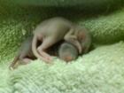 RATTEN voll süß und zahm.