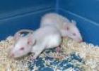 Junge schöne Ratten zu verschenken