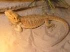 5 Farbbartagamen abzugeben Subadult Adult