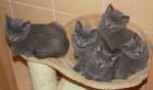 BKH Kitten in blau süße kleine Kuschelbärchen