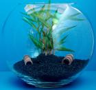 Kugelaquarium 13 5 Liter für Garnelen und Krebse als Nanoaquarium