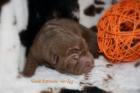 Shar pei welpen geb. am 22. 10. 2022