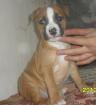 Staffordshire Terrier noch 3 kleine abzugeben