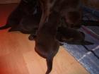 Labrador Welpen schokobraun und schwarz reinrassig mit Papiere von HD ED . PL u