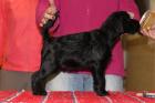 Mittelschnauzerwelpe Rüde sucht neue Familie
