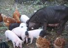 Mei-shan mixferkel kleine schweinchen 5-10 kg in Traumfarben