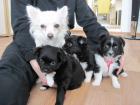 3 Chihuahua s vom Goethepark sucht ein neues Zuhause
