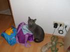 Deckkater gesucht