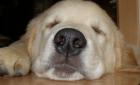 Golden-Retriever Wurfplanung April 2022 - Verpaarung mit FCI-Deckr. ZAMPANZAR H