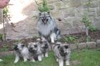 Wolfsspitzwelpen abzugeben 1 Rüde 2 Weibchen